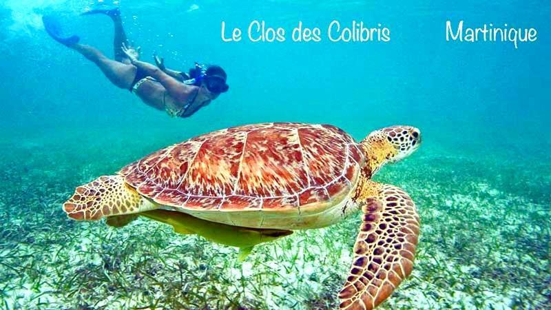 Lodge Colibris Piscine Privee Vue Panoramique Mer Et Montagne Pelee , 500 M Plage Dans Un Parc , Calme Assure Ideal Pour Decouvrir Le Nord Caraibes Le Carbet Exterior foto